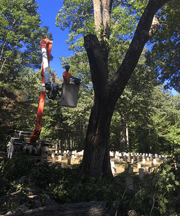 Capital Area Tree Service does tree pruning.